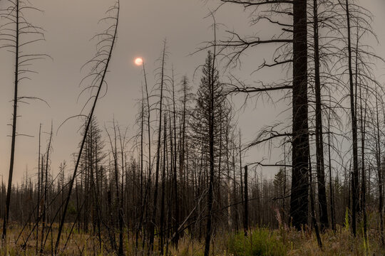 Canada, BC, Clinton.  The charred remains of pine forest four years after wildfire devastated the region.