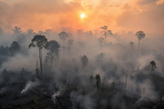 Wildfire smoke and burning trees in tropical rainforest at sunset