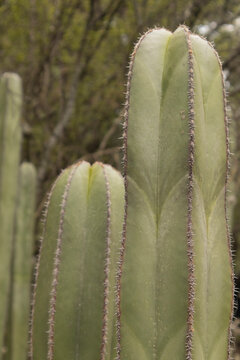 Close-up photograph of a tall green cactus with visible spines and textured ribs, captured in soft natural light with a blurred botanical garden background