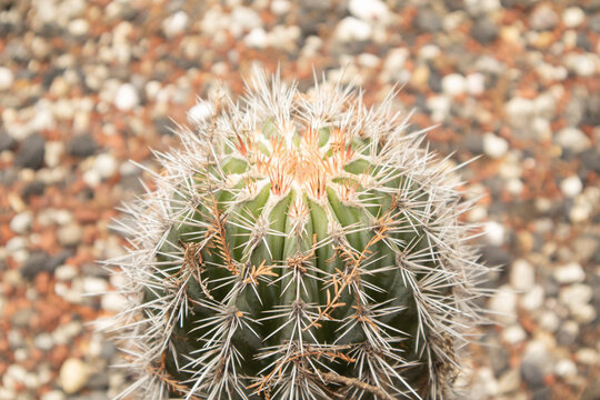 Macro close-up photograph of a barrel cactus covered with sharp white spines, captured in natural light with a soft blurred rocky background