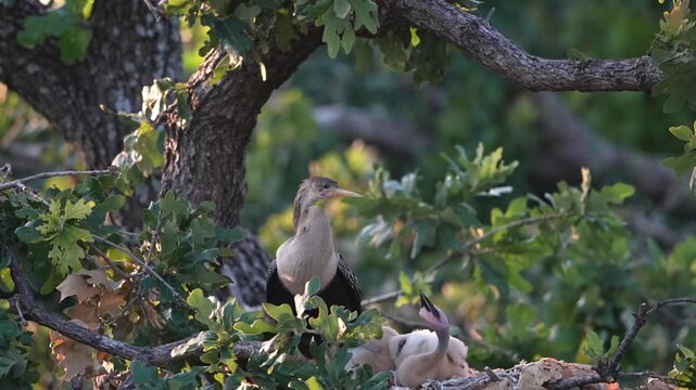 The little anhinga baby asking to feed 