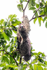 Sloth hanging from branch in Manuel Antonio Nature reserve © Michal