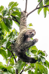 Sloth hanging from branch in Manuel Antonio Nature reserve © Michal
