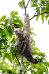 Sloth hanging from branch in Manuel Antonio Nature reserve © Michal