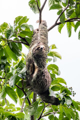 Sloth hanging from branch in Manuel Antonio Nature reserve © Michal