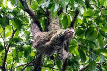 Sloth hanging from branch in Manuel Antonio Nature reserve © Michal