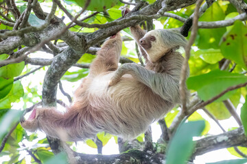 Sloth hanging from branch in Manuel Antonio Nature reserve © Michal