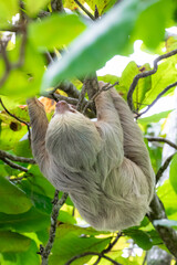 Sloth hanging from branch in Manuel Antonio Nature reserve © Michal