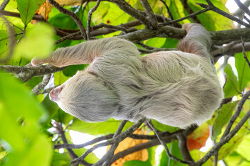 Sloth hanging from branch in Manuel Antonio Nature reserve © Michal