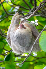 Sloth hanging from branch in Manuel Antonio Nature reserve © Michal