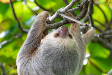 Sloth hanging from branch in Manuel Antonio Nature reserve © Michal