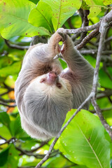Sloth hanging from branch in Manuel Antonio Nature reserve © Michal