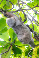 Sloth hanging from branch in Manuel Antonio Nature reserve © Michal