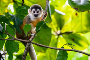 Baby Squirrel Monkey sitting on the branch, Corcovado National Park © Michal