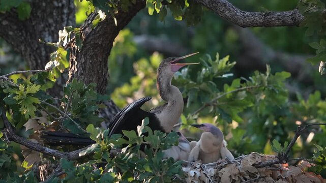 The little anhinga baby asking to feed 