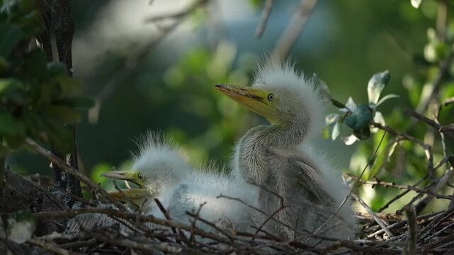 Two little cute egret chicks in the nest