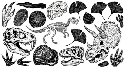 Fossilized Remains of Ancient Creatures and Plants, Collection of Prehistoric Elements © Viadalla