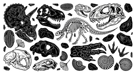 Fossilized Remains and Prehistoric Creatures A Collection of Ancient Life Forms and Geological Treasures © Viadalla