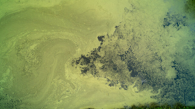 A direct top-down drone photograph looking down at a massive green algae bloom coating the surface of a stagnant pond, creating natural swirling abstract patterns and textures in the water.