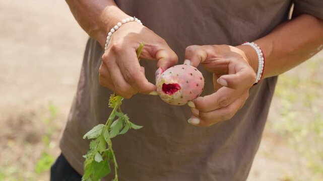 Farmer hands peeling a fresh ripe prickly pear cactus fruit