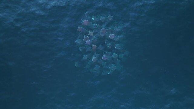 Bird's eye view getting close to a school of mobula rays feeding and jumping out of the blue ocean water in Mexico, Aerial Horizontal top down view drone shot, downwards motion