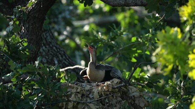 The little anhinga baby asking Daddy to feed 