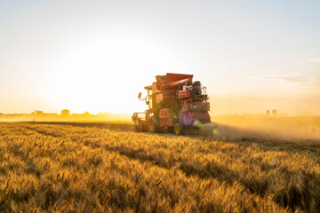 Fototapeta premium The combine is harvesting the wheat in the evening