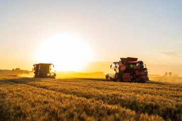 Fototapeta premium The combine is harvesting the wheat in the evening
