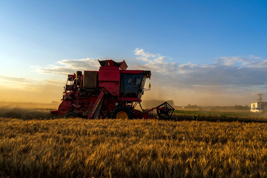 The combine is harvesting the wheat in the evening