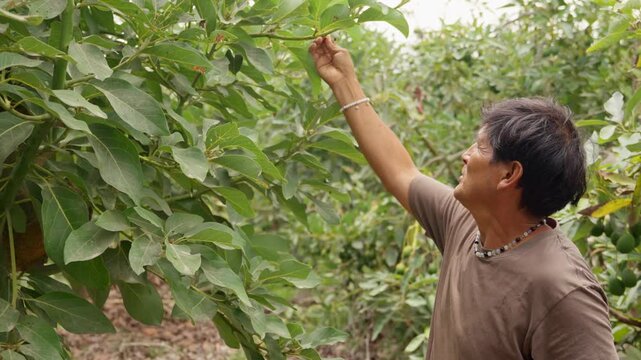 Farmer inspecting avocado tree leaves for pests