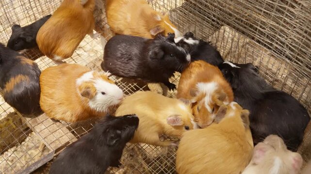 Guinea pigs huddling together in a wire cage on a farm