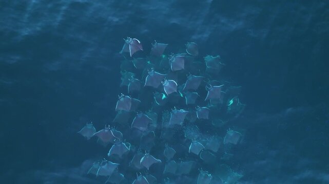 fantastic aerial top down view of a large fever of mobula rays swimming together in tight formation in the blue sea of the Pacific Ocean in Mexico, Horizontal Bird's eye view drone footage