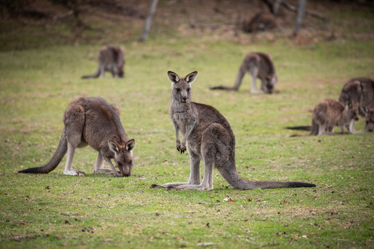 Group Kangaroos Grazing Australian Grassland Habitat