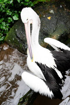 Australian Pelican Close-Up Portrait in Water