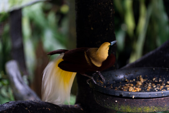 Male Lesser Bird of Paradise Showing Elegant White Plumes