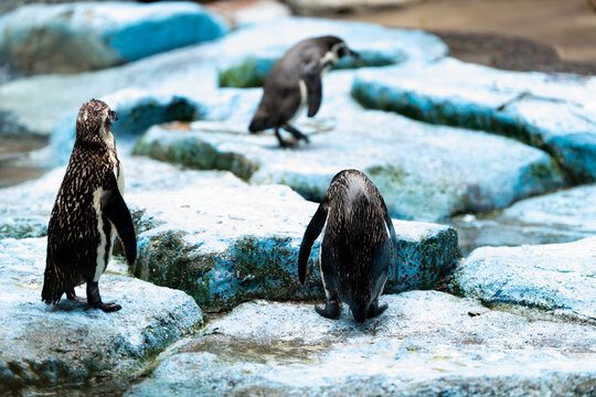 Three Humboldt Penguins Standing on Rocky Habitat