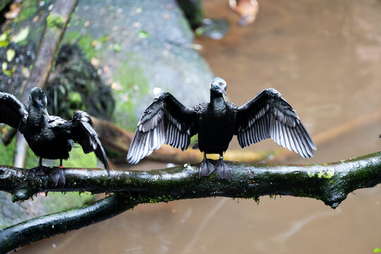 Cormorant with Outstretched Wings Showing White Underwing
