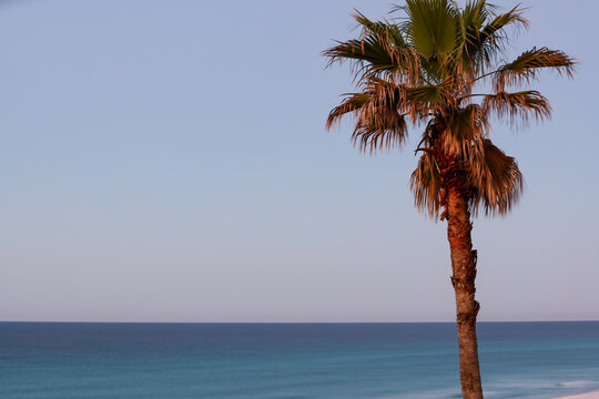 Beach shoreline with a lone palm tree and calm turquoise water at dusk captured with long exposure, creating smooth waves and a serene coastal atmosphere.