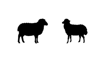 sheep and lamb © muharno