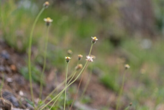 A macro shot of tiny wild coatbuttons or tridax daisy flower buds growing on slender stems in a field. The selective focus creates a soft, dreamy green background, emphasizing macro wildlife, subtle m