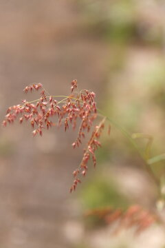 A beautiful close-up of a delicate reddish wild grass stem, likely natal grass, swaying gently with a highly blurred creamy background. This elegant macro shot captures natural grace, autumn mood, min