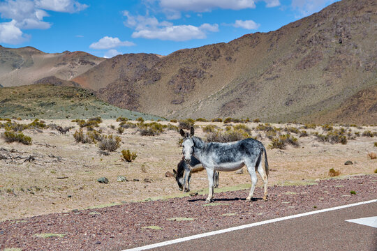 Wild Burros in Desert Landscape Under Dramatic Blue Sky