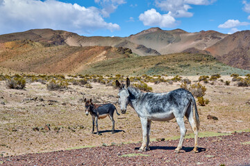Naklejka premium Wild Burros in Desert Landscape Under Dramatic Blue Sky