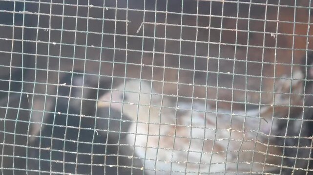 A group of dark colored chicks with spotted patterns are in a wire cage at a farm.