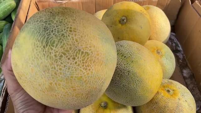A person's hand picks yellow melons in a basket. Melons from the farmer's harvest.