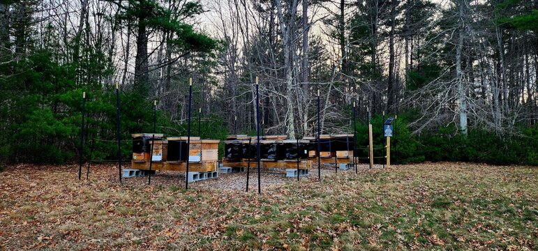 Apiary set in a forest clearing, promoting sustainable beekeeping, agricultural harmony, and nature conservation efforts
