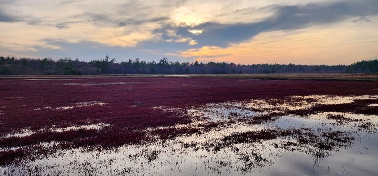 A peaceful evening over a vast cranberry bog under a dramatic and colorful sunset sky