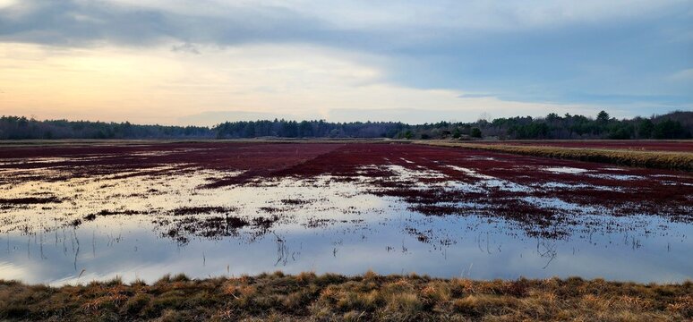 Serene Cranberry Bog Landscape Under a Soft Twilight Sky in Autumn Harvest Season