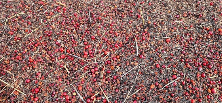 Abundant Yield of Dried Red Berries Scattered on Straw Ground Representing Agriculture and Rural Traditions