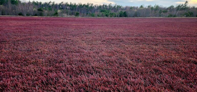 A vast vibrant red cranberry bog field during harvest season representing nature and agricultural abundance